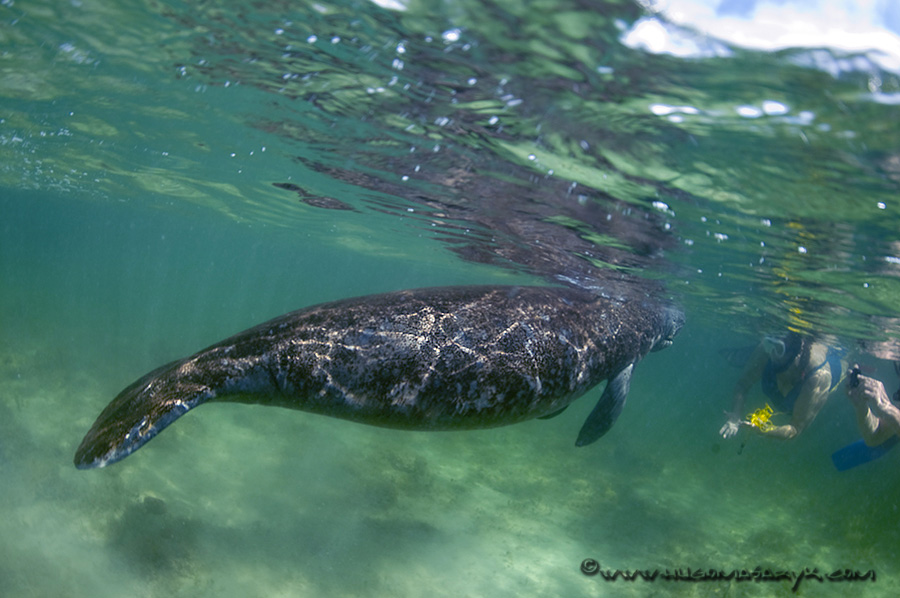 manatee