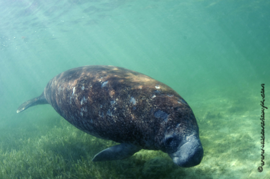 manatees, Nikon D300, scubadiving, hugomasaryk,