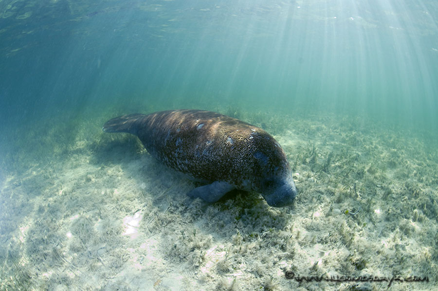 manatees, Nikon D300, scubadiving, hugomasaryk,