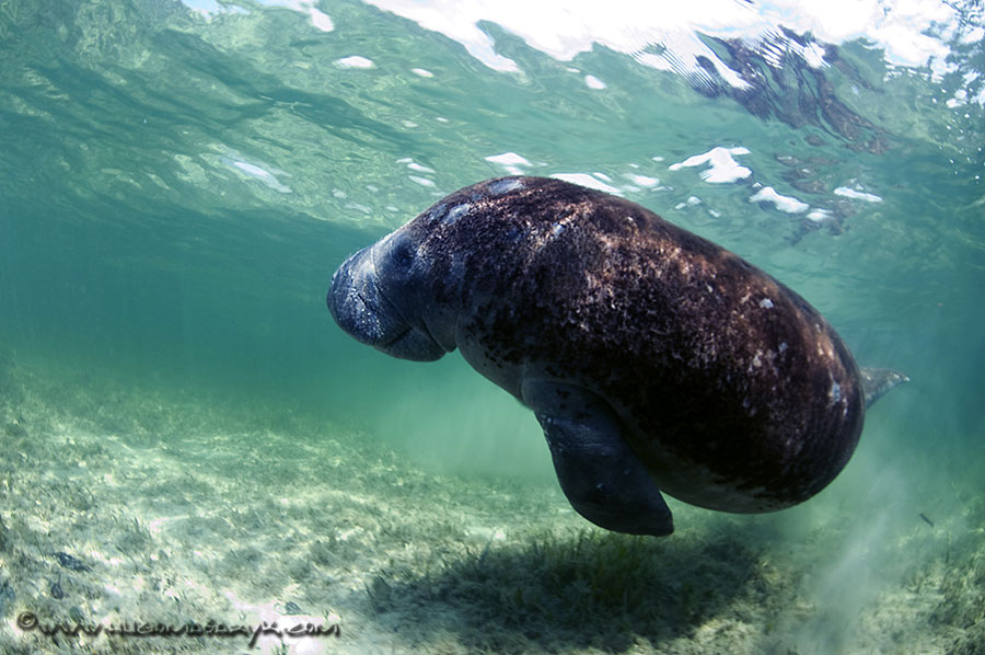 manatees, Nikon D300, scubadiving, hugomasaryk,
