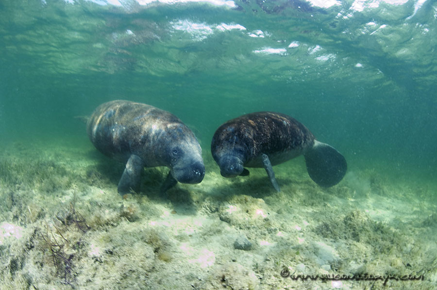 manatees, Nikon D300, scubadiving, hugomasaryk,
