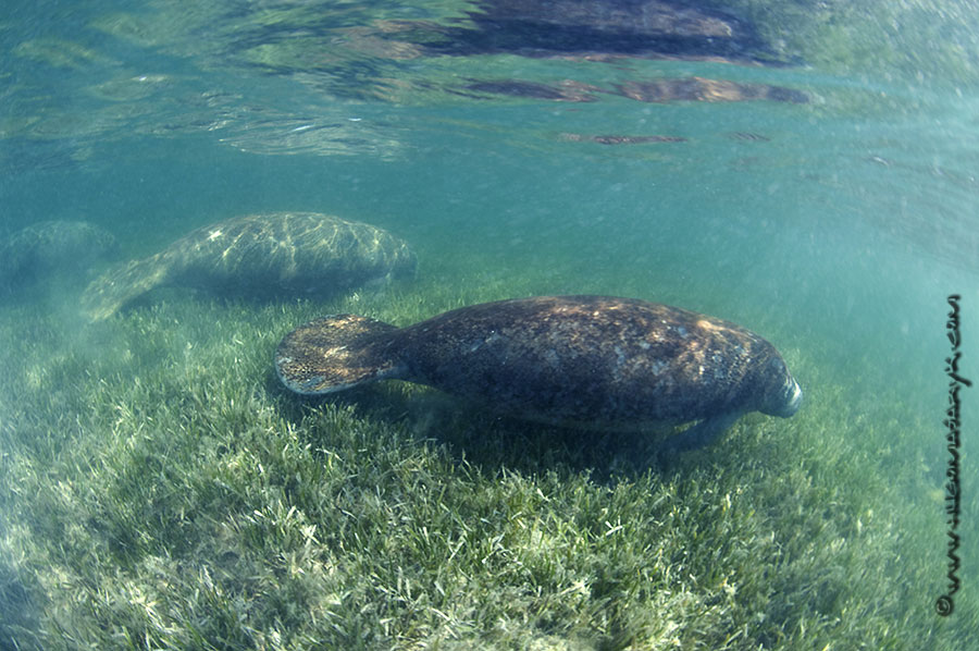 manatees, Nikon D300, scubadiving, hugomasaryk,