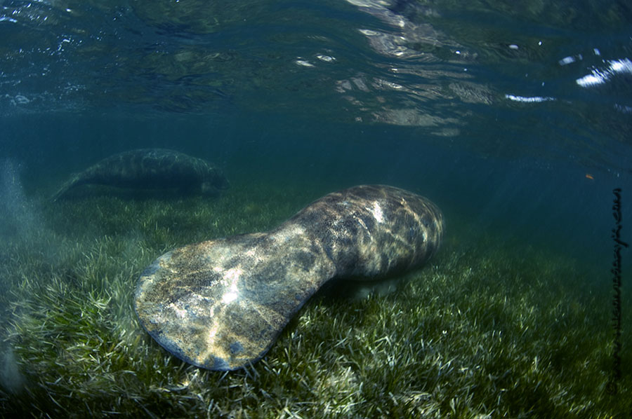 manatees, Nikon D300, scubadiving, hugomasaryk,