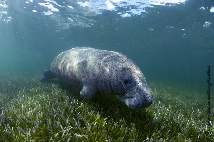 manatees, Nikon D300, scubadiving, hugomasaryk,