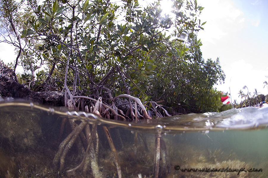 mangrove,manatees, Nikon D300, scubadiving, hugomasaryk,