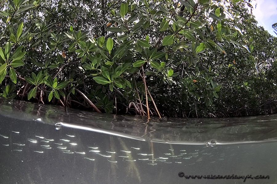 mangrove,manatees, Nikon D300, scubadiving, hugomasaryk,