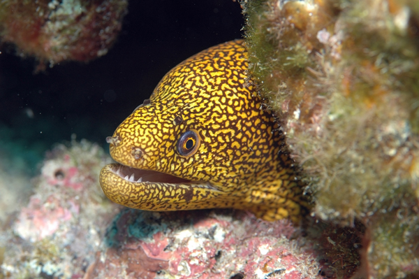 miliaris, scuba diving , tenerife, hugomasaryk