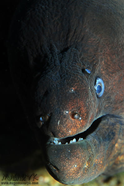 morenas, moraines, scuba diving