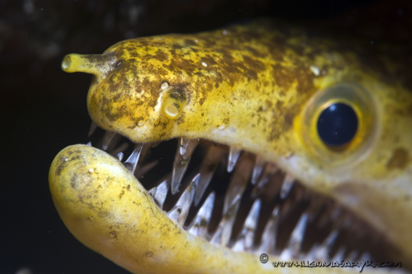 Nikon D300, scuba diving, moraines, morenas.