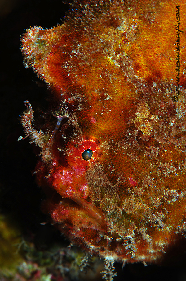 Photosub Champinship, hugomasaryk, scubadiving, Nikon D300, Hugyfot, stonefish