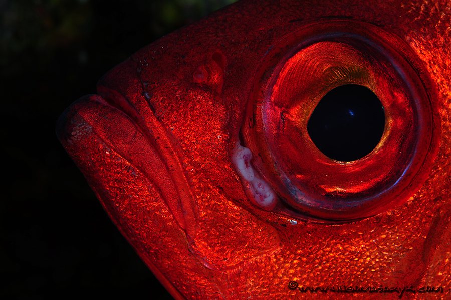 Photosub Champinship, hugomasaryk, scubadiving, Nikon D300, Hugyfot,catalufa