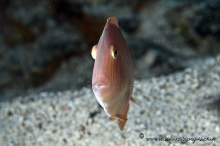 combfish, Nikon D300, Hugyfot, scubadiving, hugomasaryk fotosub