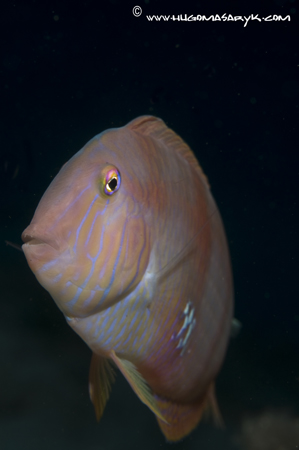 combfish, Nikon D300, Hugyfot, scubadiving, hugomasaryk fotosub
