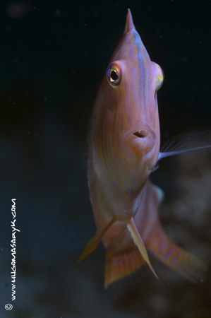 combfish, Nikon D300, Hugyfot, scubadiving, hugomasaryk fotosub