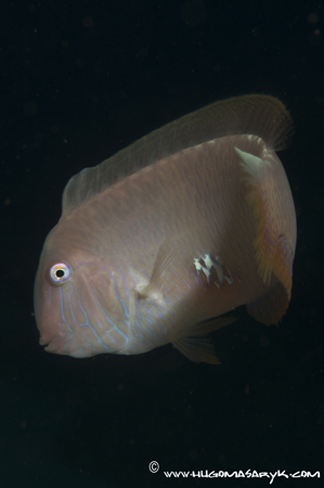 combfish, Nikon D300, Hugyfot, scubadiving, hugomasaryk fotosub