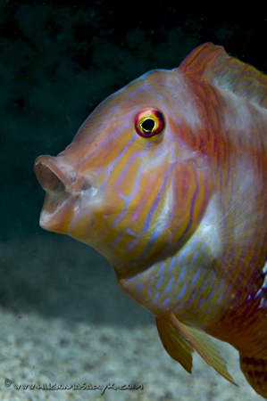 combfish, Nikon D300, Hugyfot, scubadiving, hugomasaryk fotosub