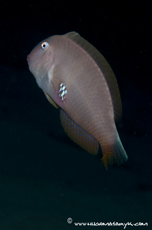 combfish, Nikon D300, Hugyfot, scubadiving, hugomasaryk fotosub