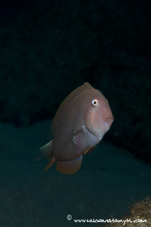 combfish, Nikon D300, Hugyfot, scubadiving, hugomasaryk fotosub