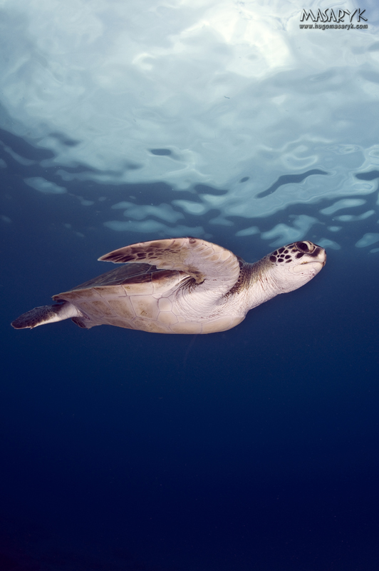 MAS_1393, turtles