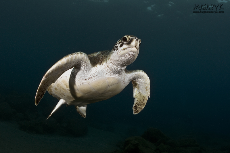 MAS_1402, turtles
