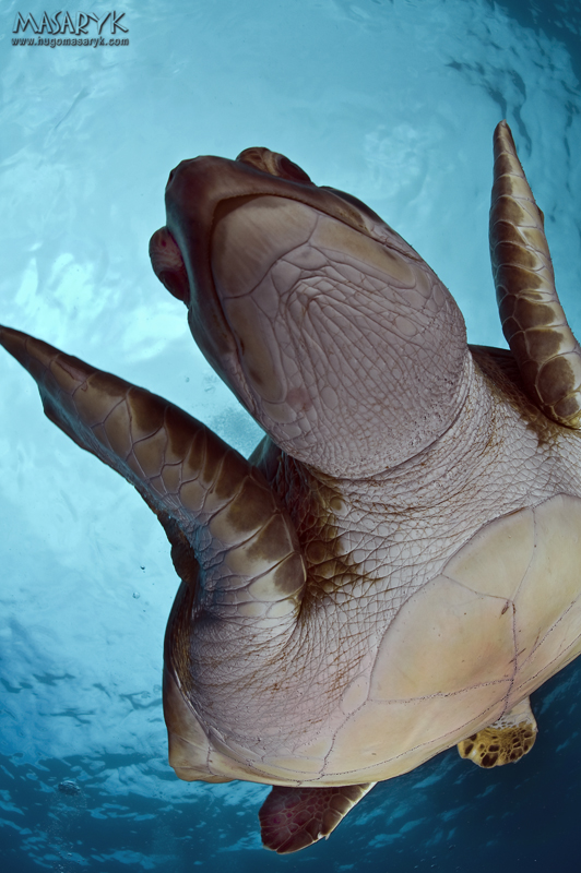 MAS_1442, turtles