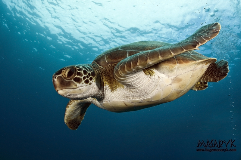 MAS_1443, turtles