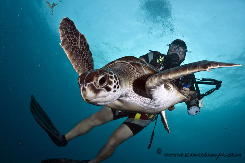 MAS_5520, turtles