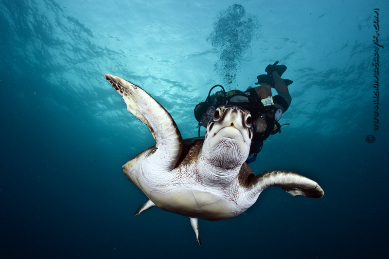 MAS_5521, turtles