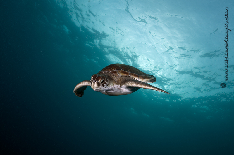 MAS_5523, turtles