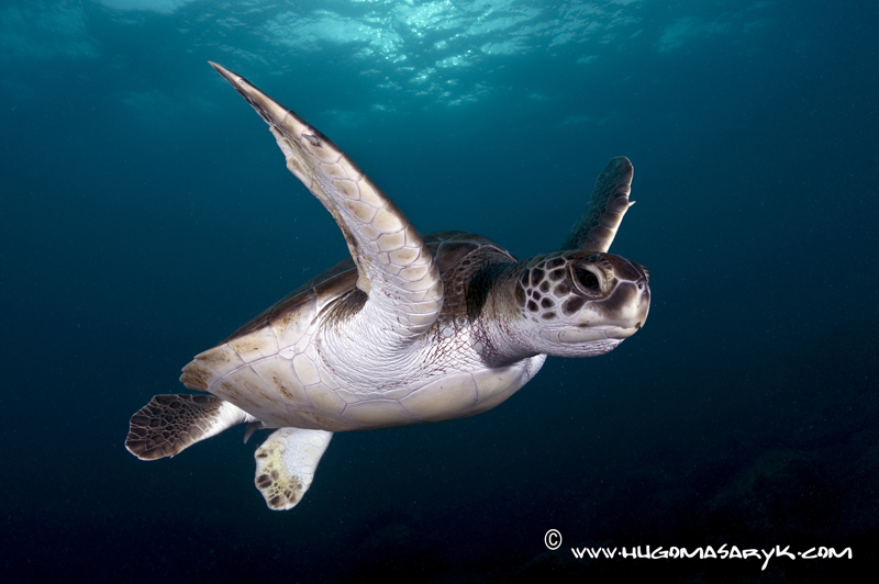 MAS_5533, turtles