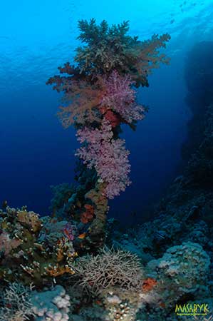 corales
