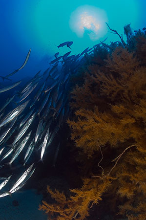 coralnegro