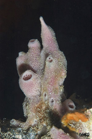 esponja