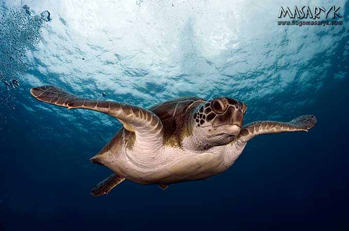 tortuga