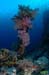 corales