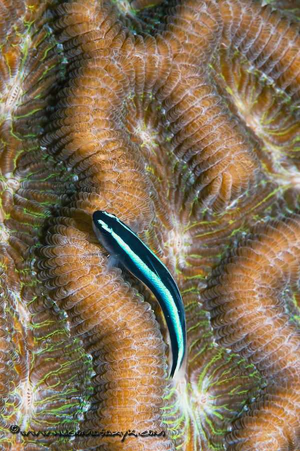_MAS3924