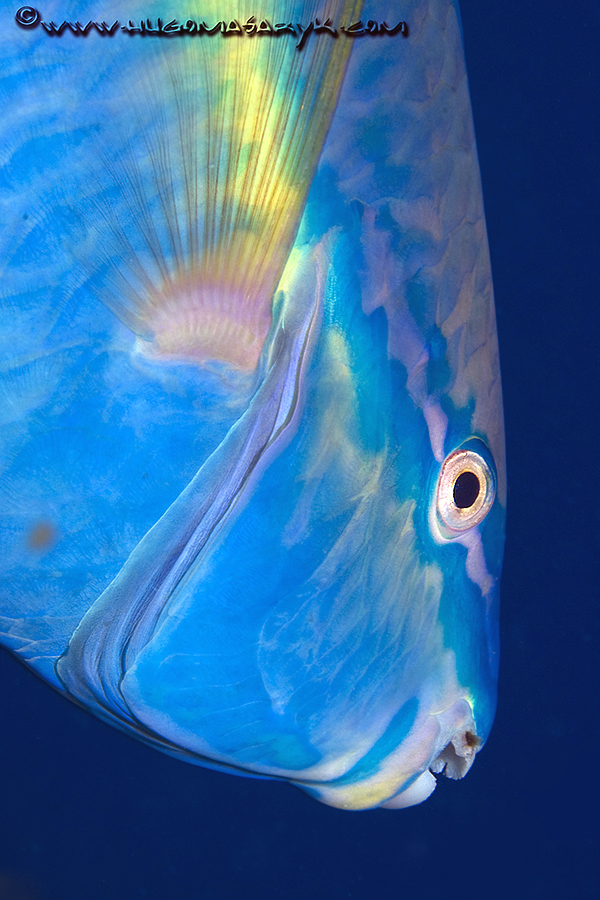 _MAS3990