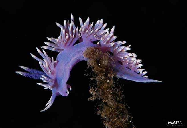 flabellina