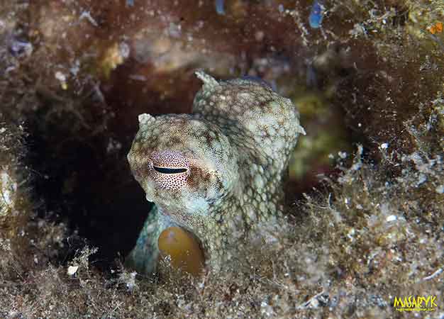 pulpo
