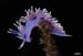 flabellina