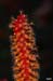gorgonia