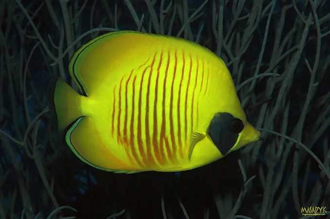 Mariposa-amarillo